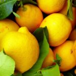 limone-primo-fiore-siciliano