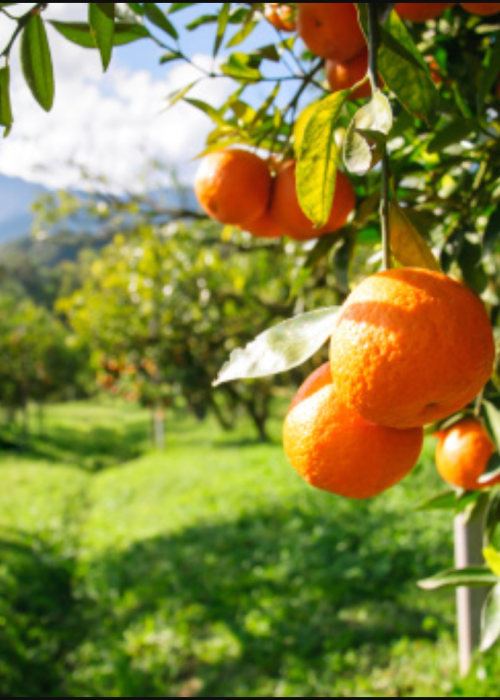 arance di sicilia